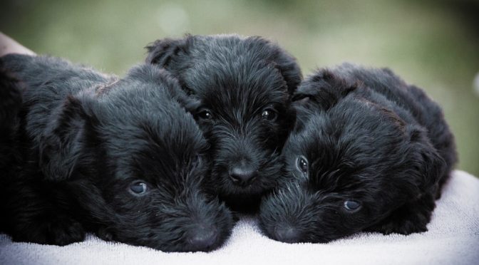 SKOTTI-KALENTERI 2024