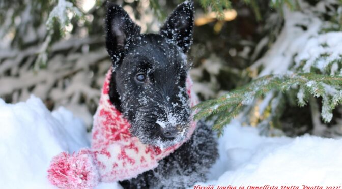 RAUHAISAA JOULUNAIKAA                JA                                                     KAIKKEA HYVÄÄ VUODELLE 2022!