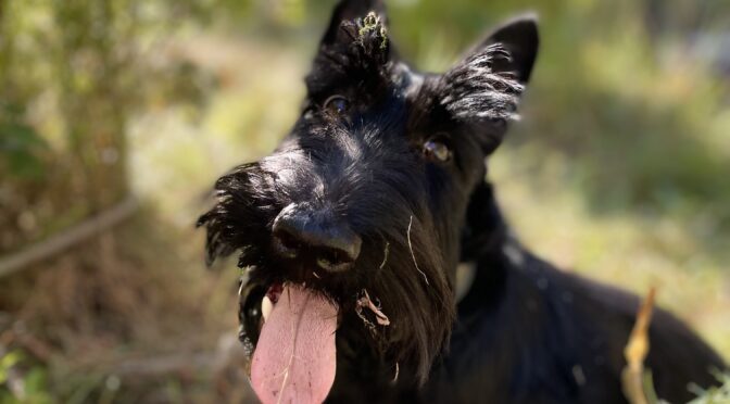 SKOTTI-KALENTERI 2023