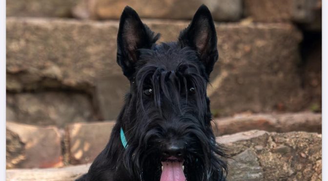 Uudet skottikalenterit saatavilla