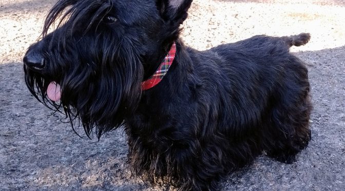 Matalajalkaisilla roduilla aloitetaan etujalkojen asentovirheiden mittaukset