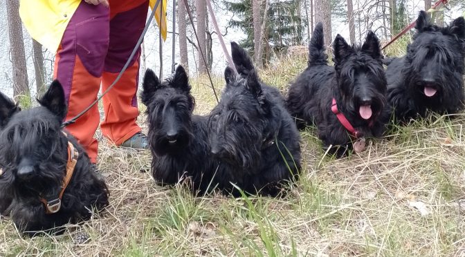 KOIRANPÄIVÄN SKOTTIKÄVELY 24.4.